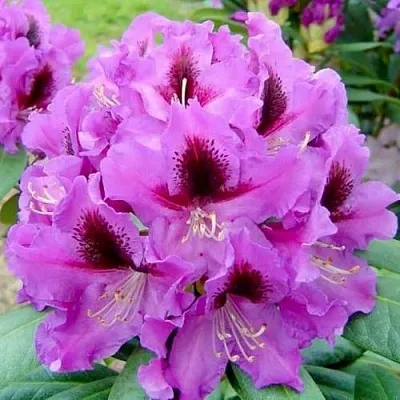 Рододендрон РАСПУТИН в Курске