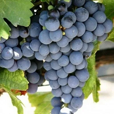 Виноград ЧЕСУРАН  Виноград ЧЕСУРАН в Курске