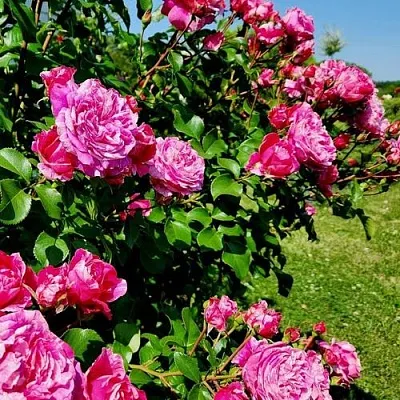 Саженцы роз ИНЕС САСТР плетистая  Саженцы роз ИНЕС САСТР плетистая в Курске