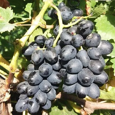 Виноград КИШМИШ АТТИКА  Виноград КИШМИШ АТТИКА в Курске