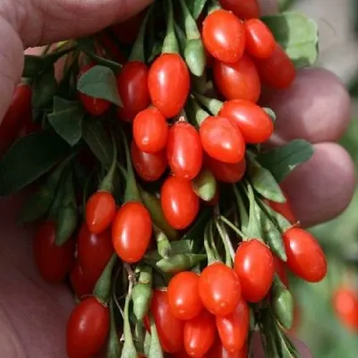 Годжи КОРЕАН БИГ — описание сорта Годжи КОРЕАН БИГ в Курске