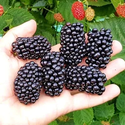 Ежевика ОУАЧИТА бесшипная — описание сорта Ежевика ОУАЧИТА бесшипная в Курске