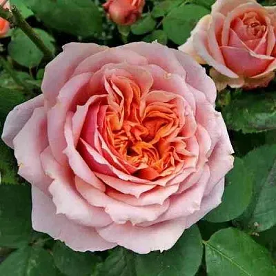 Саженцы роз ПОЛЬ БОКЮЗ шраб  Саженцы роз ПОЛЬ БОКЮЗ шраб в Курске