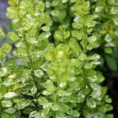 Барбарис ПАУ ВАУ тунберга  Барбарис ПАУ ВАУ тунберга в Курске