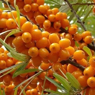 Облепиха ТРОФИМОВСКАЯ  Облепиха ТРОФИМОВСКАЯ в Курске