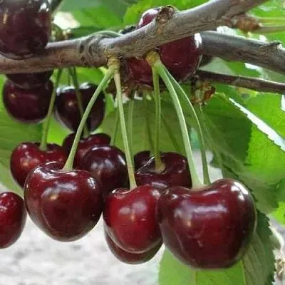 Черешня САММИТ  Черешня САММИТ в Курске