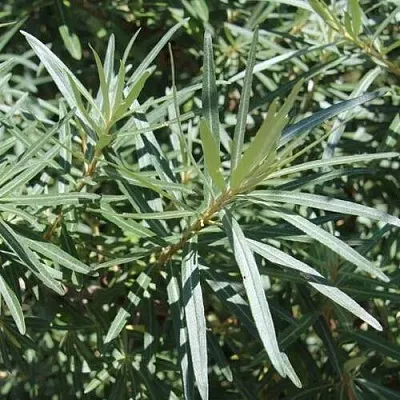 Облепиха ЛОРД (МУЖСКАЯ)  Облепиха ЛОРД (МУЖСКАЯ) в Курске