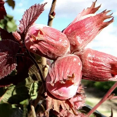 Фундук АЛЫЙ ПАРУС  Фундук АЛЫЙ ПАРУС в Курске