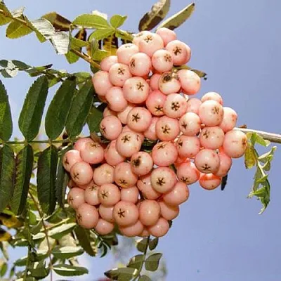 Рябина ПИНК ВЕЙЛ в Курске