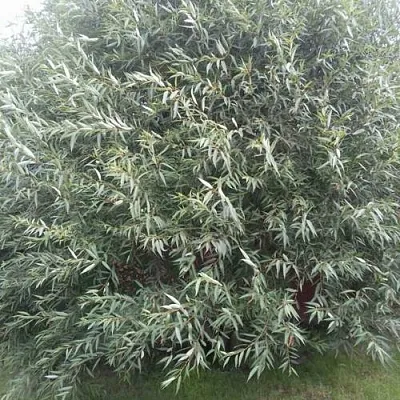 Ива СЕРЕБРИСТАЯ  Ива СЕРЕБРИСТАЯ в Курске