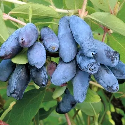 Жимолость съедобная ПАВЛОВСКАЯ в Курске