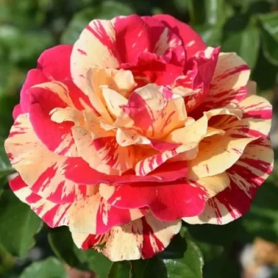 Саженцы роз ВАНИЛЛА ФРАЙЗ плетистая  Саженцы роз ВАНИЛЛА ФРАЙЗ плетистая в Курске