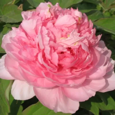 Пион ИМПЕРАТОРСКАЯ НАЛОЖНИЦА древовидный в Курске