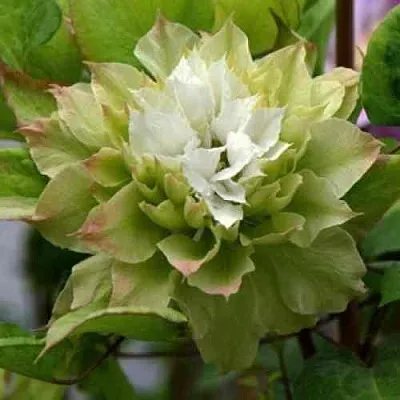 Клематис СЕН-НО-КЕЙЗ  Клематис СЕН-НО-КЕЙЗ в Курске