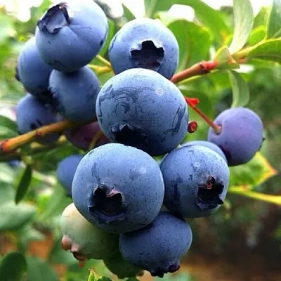 Голубика ДЮК в Курске