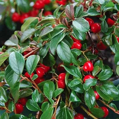 Кизильник Даммера  Кизильник Даммера в Курске