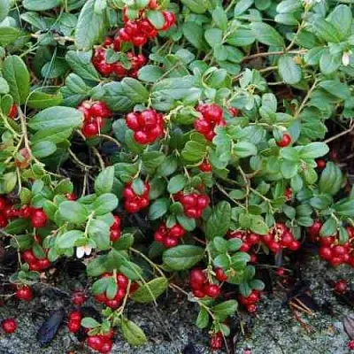 Брусника ЭРТЕЗЕГЕН  Брусника ЭРТЕЗЕГЕН в Курске