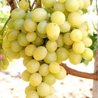 Виноград ТАЛИСМАН в Курске