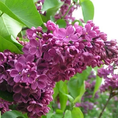 Сирень ДЕНЬ ПОБЕДЫ  Сирень ДЕНЬ ПОБЕДЫ в Курске