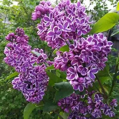 Сирень СЕНСАЦИЯ в Курске