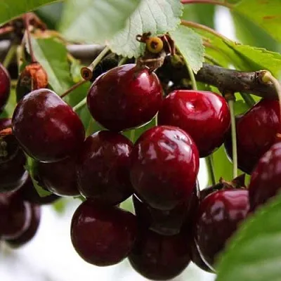 Вишня НОВОДВОРСКАЯ  Вишня НОВОДВОРСКАЯ в Курске