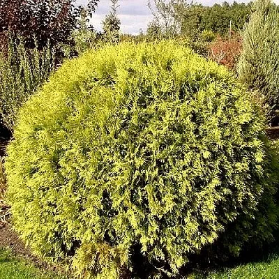 Туя ГЛОБОЗА АУРЕА западная  Туя ГЛОБОЗА АУРЕА западная в Курске