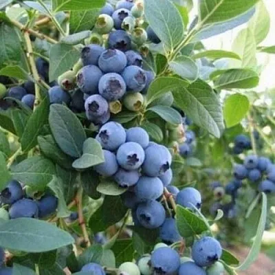 Голубика ЭЛЛИОТ в Курске