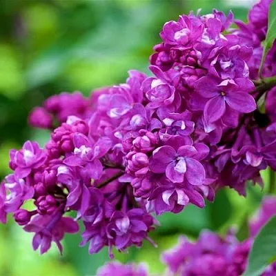 Сирень ОГНИ ДОНБАССА в Курске