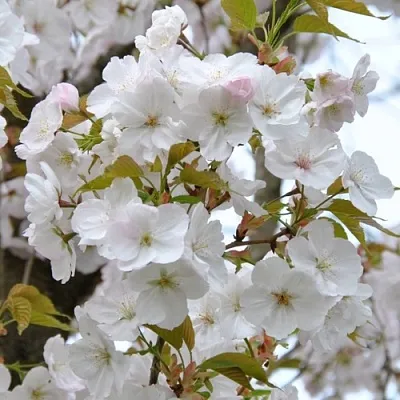 Сакура САНСЕТ БУЛЕВАРД  Сакура САНСЕТ БУЛЕВАРД в Курске