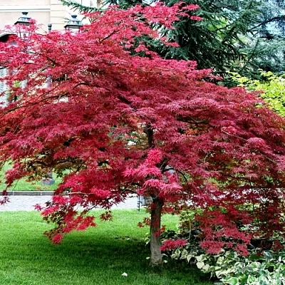 Клен пальмолистный в Курске