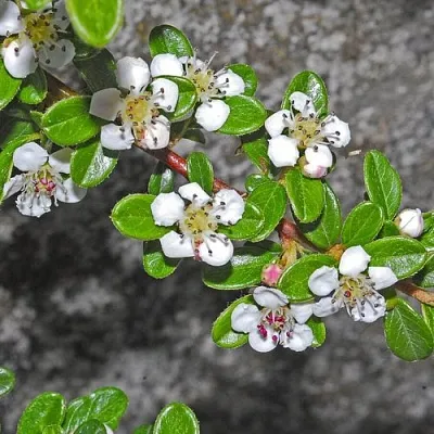 Кизильник ТАНГСТЕДТ горизонтальный   Кизильник ТАНГСТЕДТ горизонтальный  в Курске