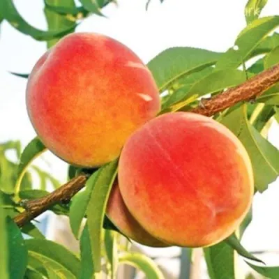 Персик ОНТАРИО — описание сорта Персик ОНТАРИО в Курске