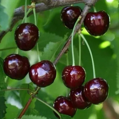 Черешня НАРОДНАЯ  Черешня НАРОДНАЯ в Курске