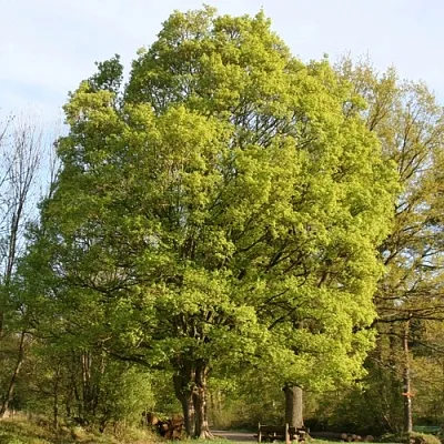 Клен полевой в Курске