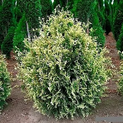 Туя ГОЛД ПЕРЛ западная  Туя ГОЛД ПЕРЛ западная в Курске