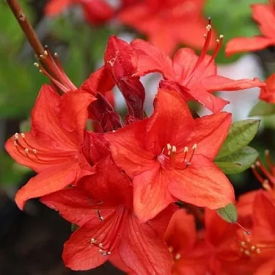 Азалия ПАРКФАЕР листопадная  Азалия ПАРКФАЕР листопадная в Курске