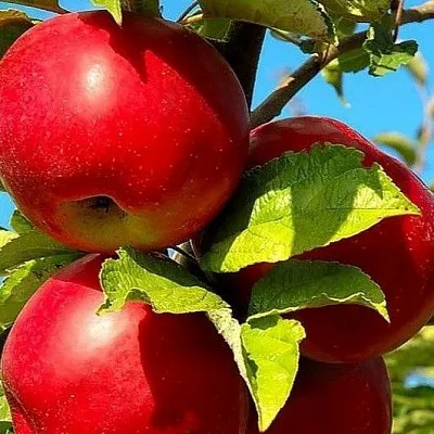 Зимние сорта  Зимние сорта в Курске