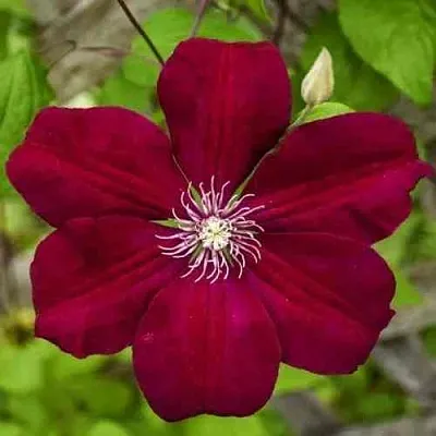 Клематис РУЖ КАРДИНАЛ  Клематис РУЖ КАРДИНАЛ в Курске