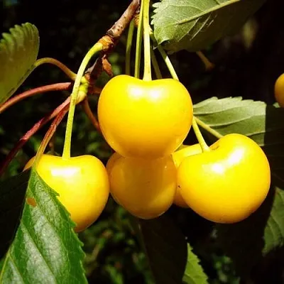 Черешня ЖУРБА  Черешня ЖУРБА в Курске