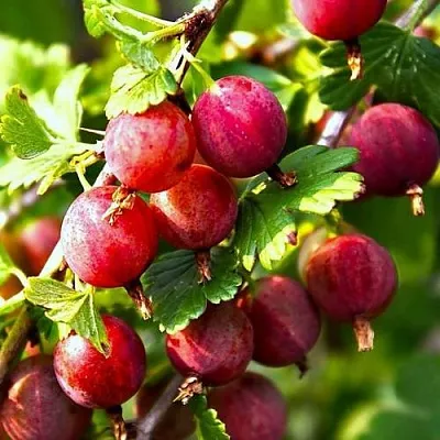 Крыжовник САДКО  Крыжовник САДКО в Курске