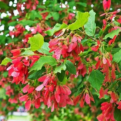 Клен татарский  Клен татарский в Курске