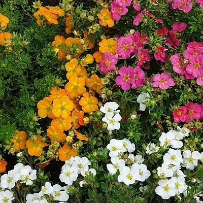 Лапчатка  Лапчатка в Курске