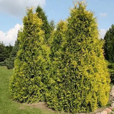 Туя АУРЕОСПИКАТА западная  Туя АУРЕОСПИКАТА западная в Курске