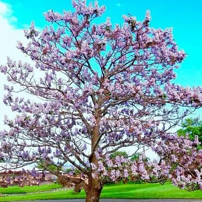 Павловния  Павловния в Курске