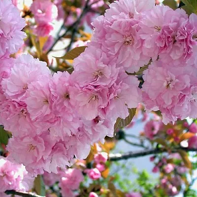 Сакура ОШИДАРЕ  Сакура ОШИДАРЕ в Курске