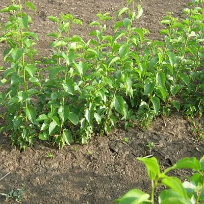 Подвой вишни АНТИПКА  Подвой вишни АНТИПКА в Курске