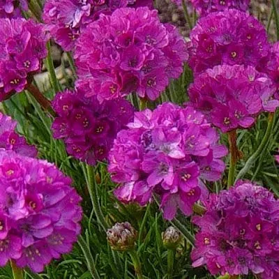 Армерия МОНИНГ СТАР ДИП РОУЗ  Армерия МОНИНГ СТАР ДИП РОУЗ в Курске