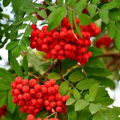 Рябина ОБЫКНОВЕННАЯ в Курске