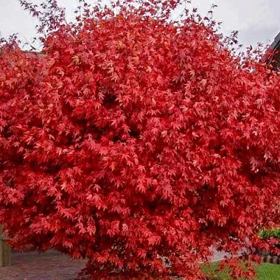 Клен гиннала   Клен гиннала  в Курске