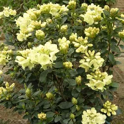 Рододендрон ГОЛДКРОН в Курске